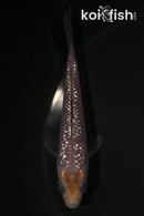 4.25" GINRIN SORAGOI
