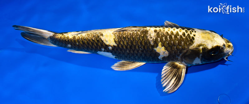 12.25" KIN KI UTSURI