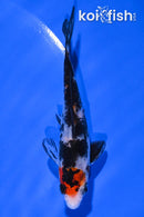 4.5" SANKE