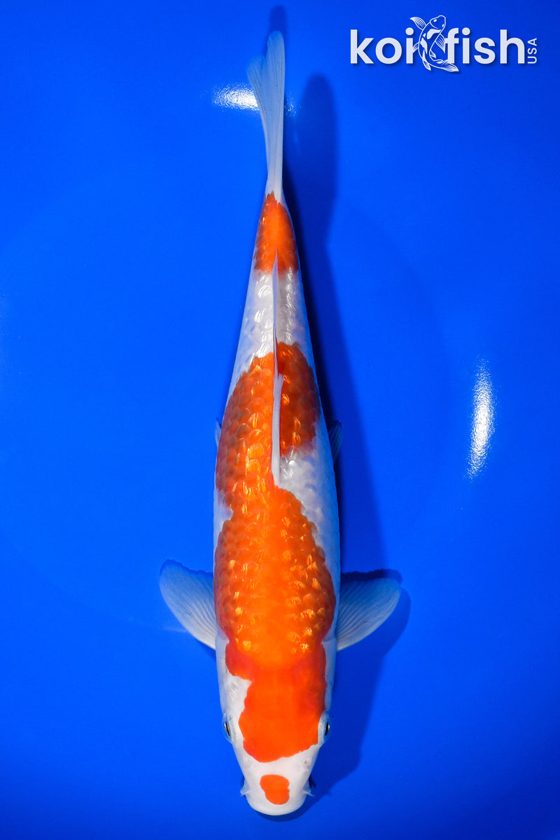 9.25" GINRIN KOHAKU