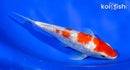 6" GINRIN KOHAKU