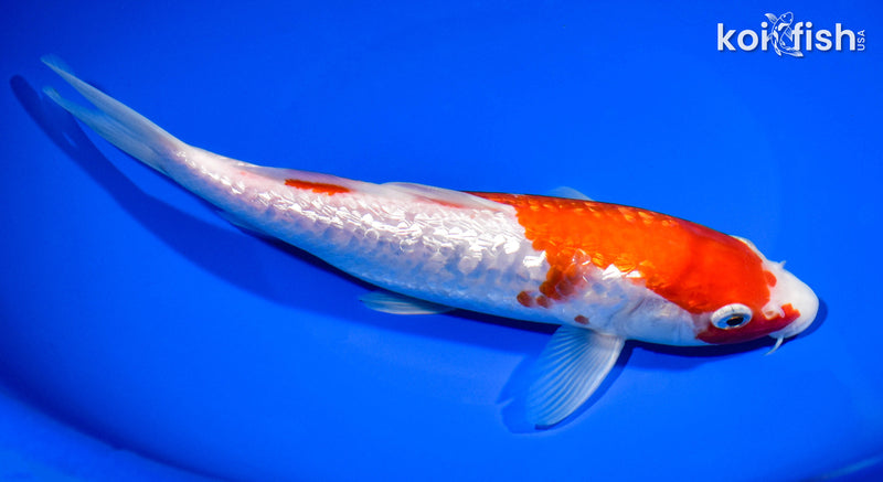 8.5" GINRIN KOHAKU