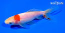 6.25" WAKIN GOLDFISH