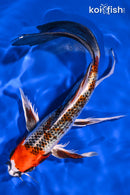 8.75" KUJAKU BUTTERFLY