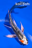 4.5" TANCHO KUJAKU BUTTERFLY