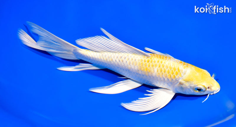 8.75" LEMON HARIWAKE