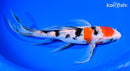 9.5" SANKE BUTTERFLY