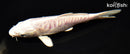 6.25" ARAGOKE PLATINUM OGON