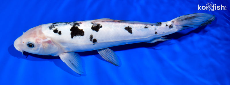 12.25" DOITSU SHIRO BEKKO