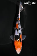 6.5" SANKE