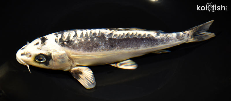 8.5" KIKOKURYU