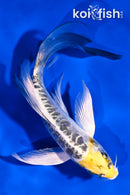6" KIN KIKOKURYU BUTTERFLY