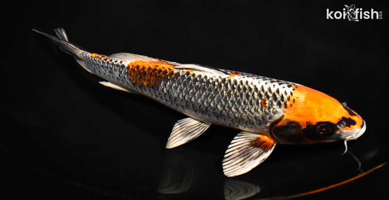 11" BENI GINGA