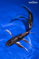 8.75" BENI KIKOKURYU BUTTERFLY
