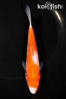 5.75" KOHAKU