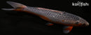 10.5" ASAGI