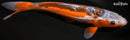 11.75" HI SHUSUI