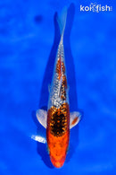 5.5" GINRIN YAMATO NISHIKI