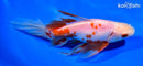 6.5" WATONAI GOLDFISH