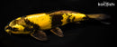 11" KIN KI UTSURI