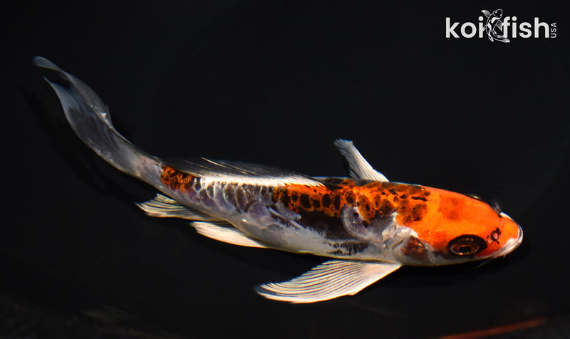 7.25" ARAGOKE BENI KIKOKURYU BUTTERFLY