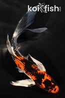 7" YAMATO NISHIKI BUTTERFLY