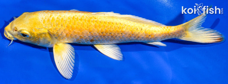 8.5" YAMABUKI OGON
