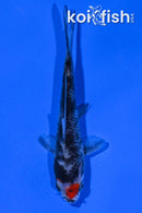 4.25" TANCHO BENI MATSUKAWBAKE