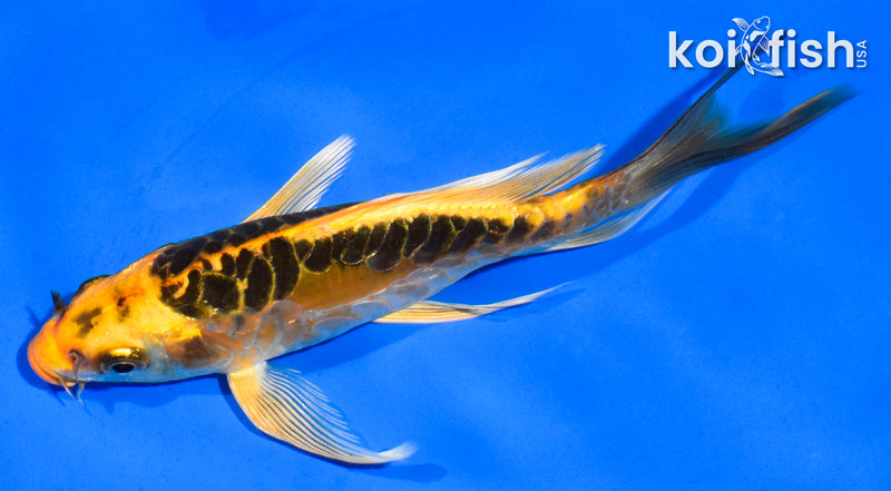 5.5" DOITSU KI MATSUBA BUTTERFLY