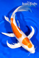 10.75" HARIWAKE BUTTERFLY