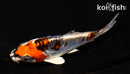 5" BENI KIKOKURYU