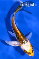 5" BENI KIKOKURYU BUTTERFLY