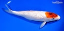 13.25" GINRIN TANCHO GOROMO