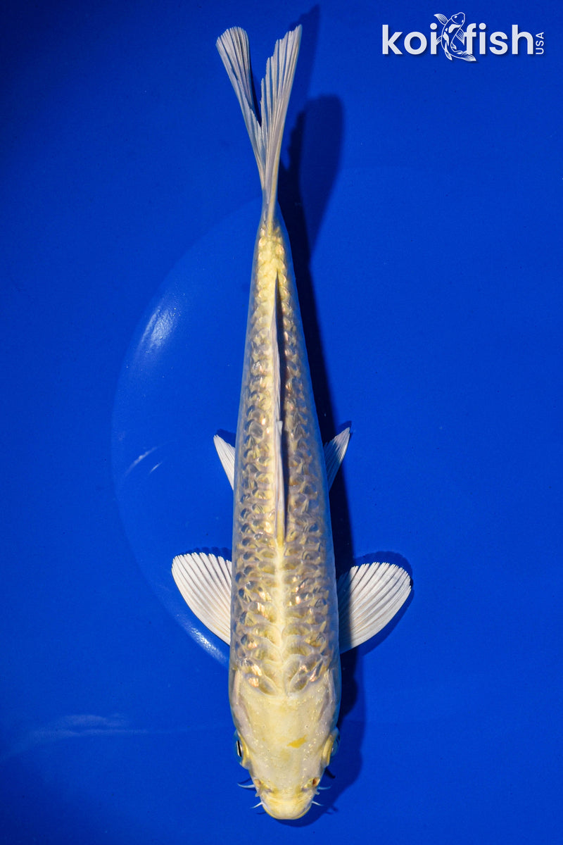 7.75" GINRIN YAMABUKI OGON