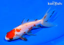 5.25" WATONAI GOLDFISH