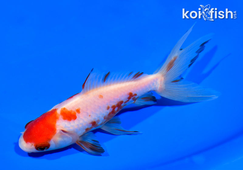 5.25" WATONAI GOLDFISH