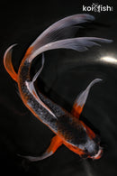 10.75" HI ASAGI BUTTERFLY