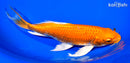 8.75" ORENJI OGON BUTTERFLY