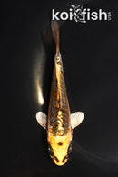 5" GINRIN ARAGOKE KIN KIKOKURYU