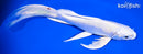 7.75" PLATINUM OGON BUTTERFLY