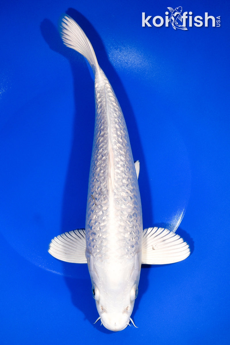 10.25" GINRIN PLATINUM OGON
