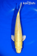 12.5" YAMABUKI OGON