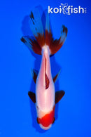 5.25" WATONAI WAKIN GOLDFISH