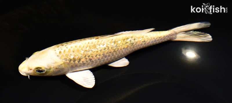 7.25" GINRIN KUJAKU