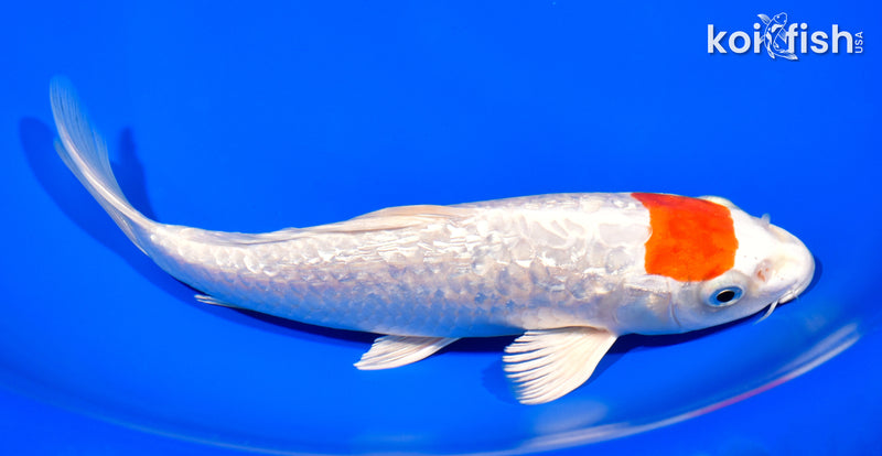7.75" GINRIN TANCHO HARIWAKE