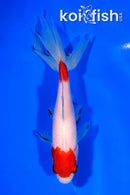 5.75" WATONAI GOLDFISH