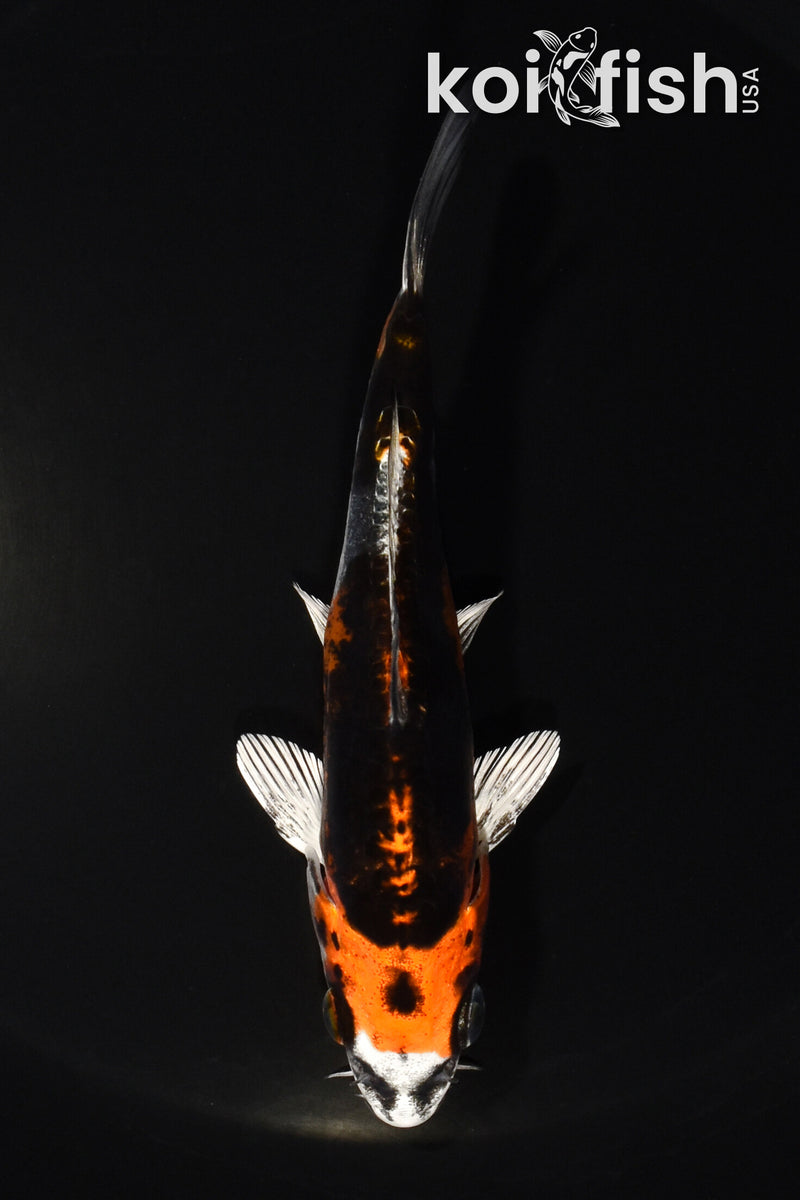4.75" BENI KIKOKURYU