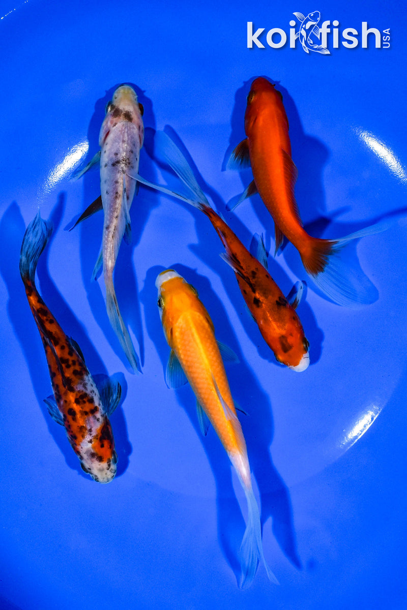 PACK OF (5) 4.5"-5" ASSORTED GOLDFISH