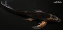 8" BENI GINGA BUTTERFLY