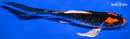 7.25" KUJAKU BUTTERFLY
